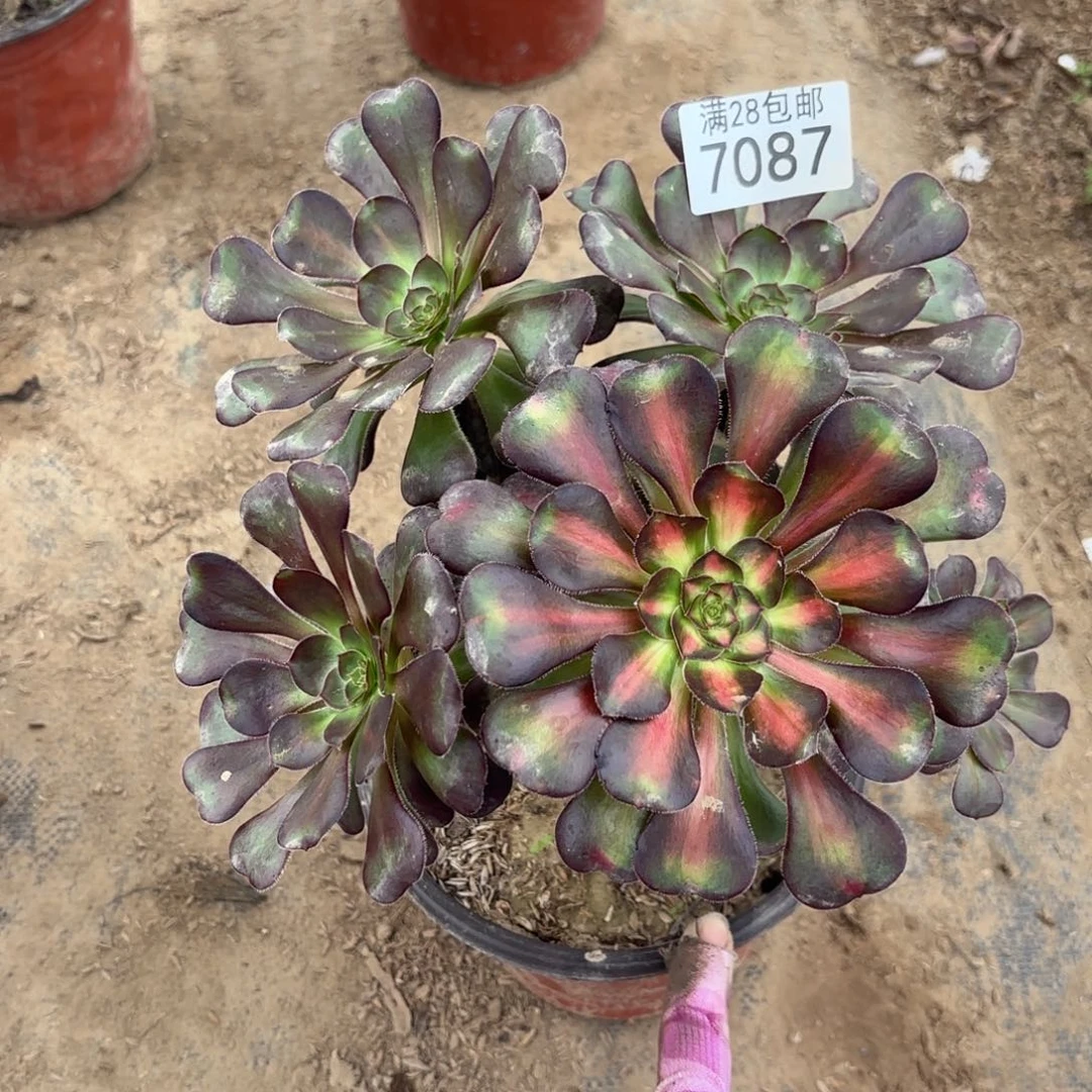 月**荷G.  7087晚霞多肉