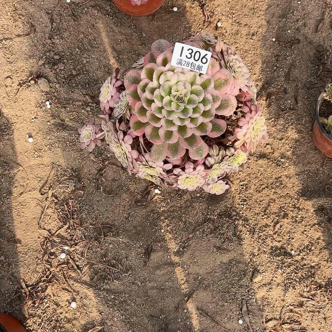 v**gH.  306红铜白多肉
