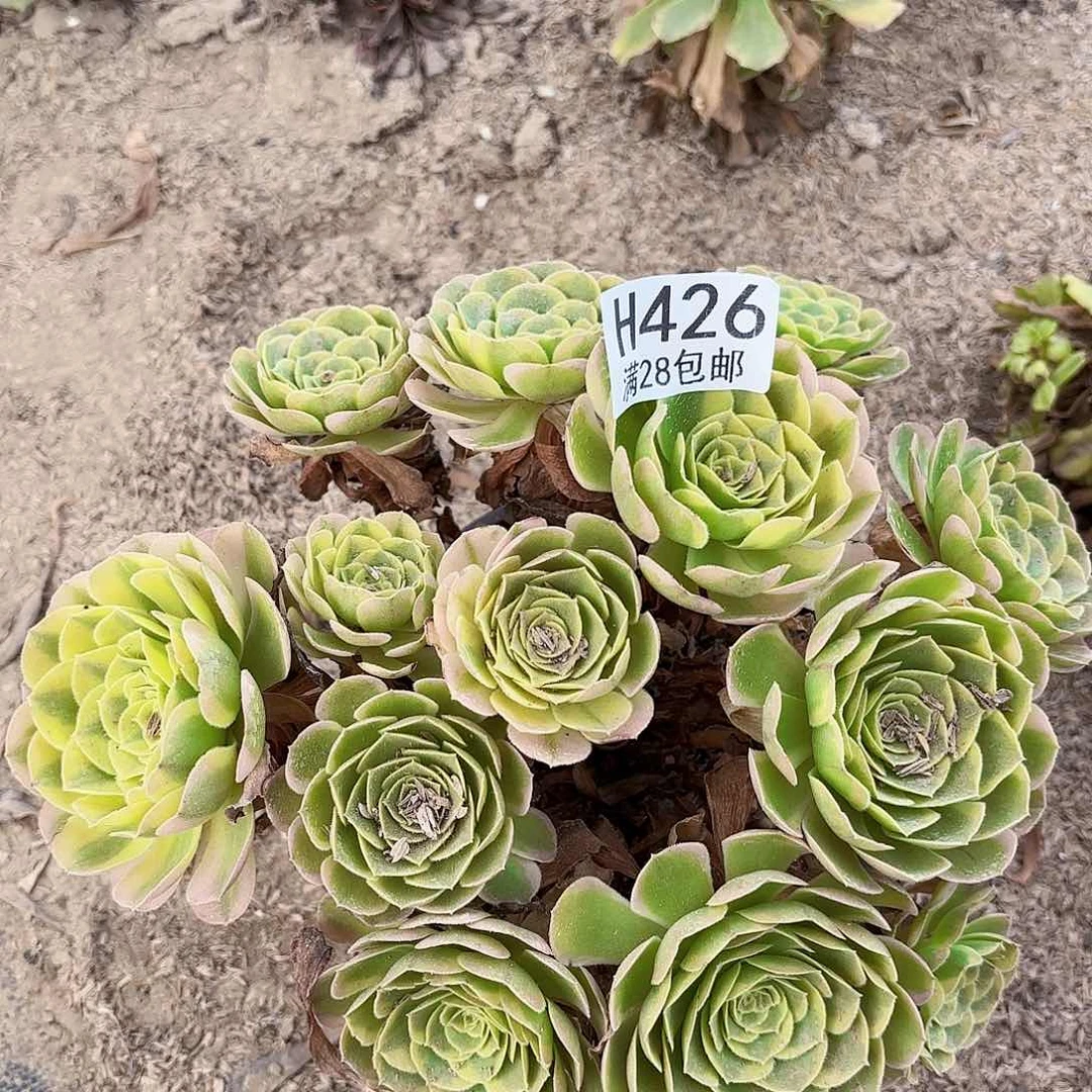 N. 426奶白多肉