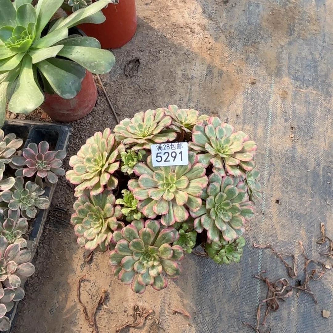 烟*行F.   5291粉黛多肉