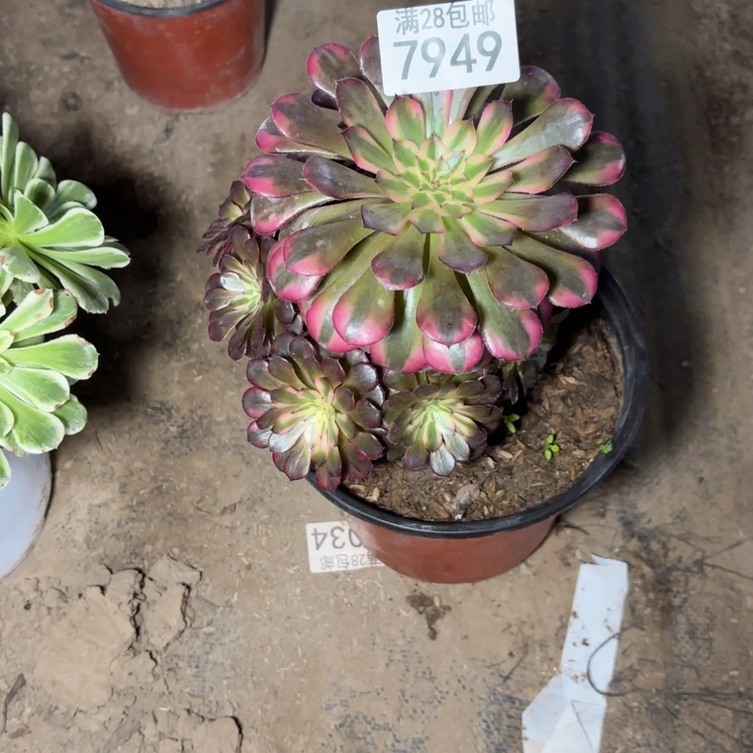 D. 794九9黑铜白多肉