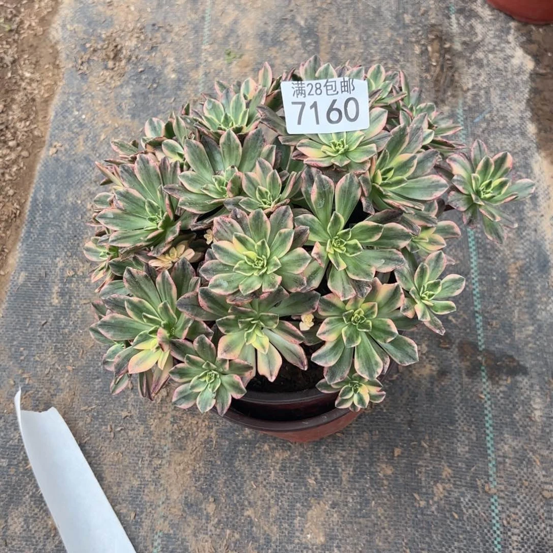 X.  7160甜茶多肉