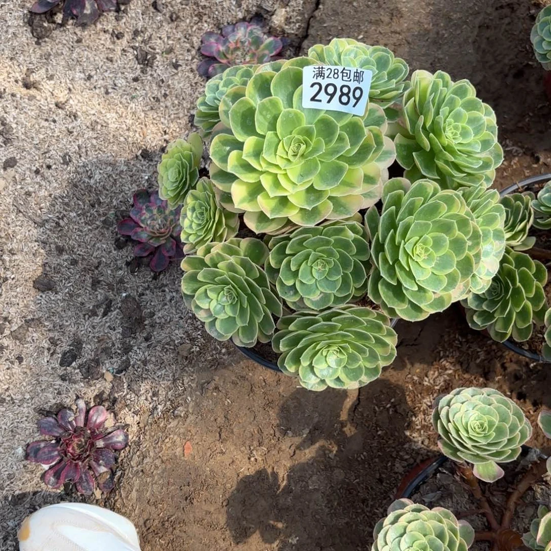 P.   2989奶白多肉