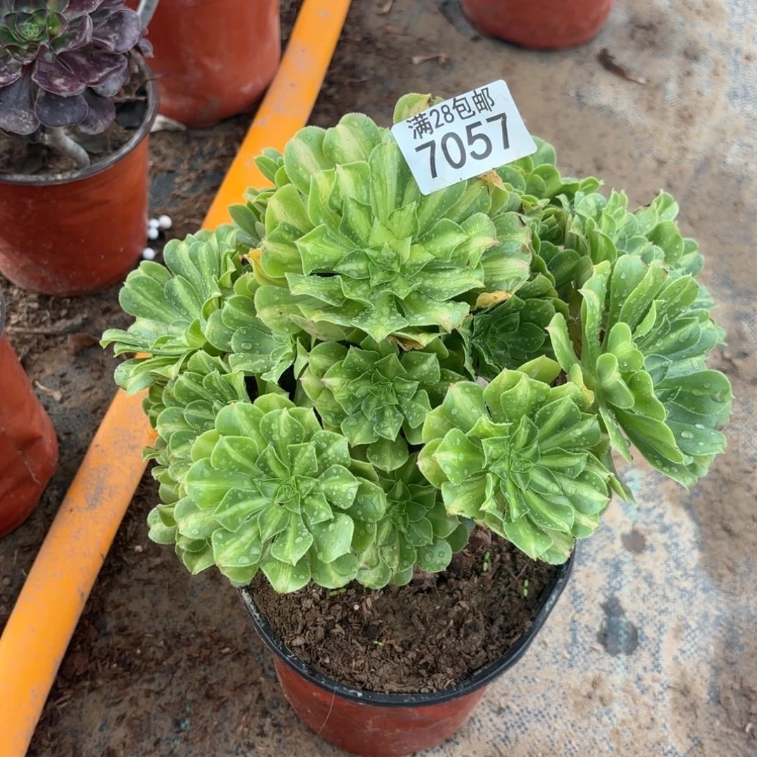 B.  7057翡翠琉璃多肉