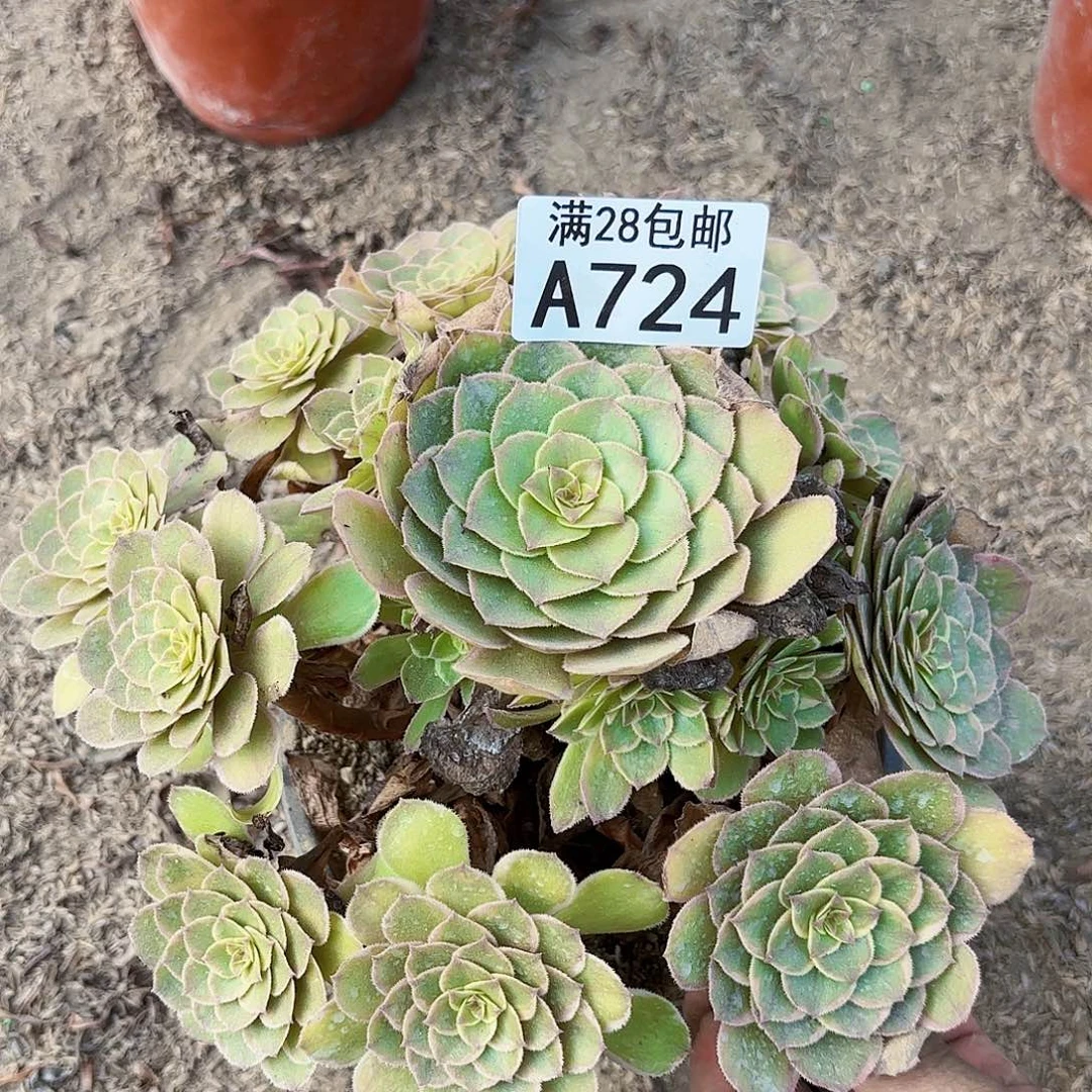 G.     724莲花座多肉