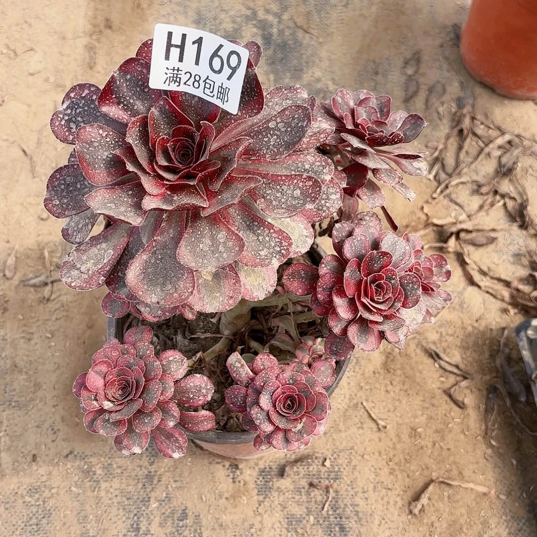 小*兔C.  169丽娜多肉