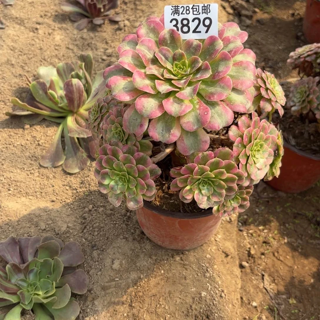 M.   3829大波浪多肉