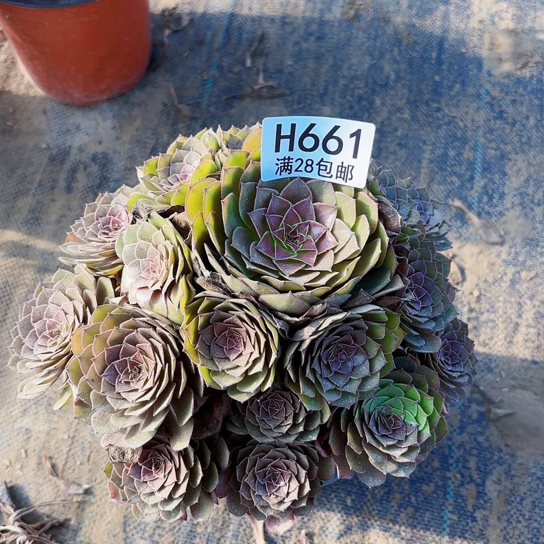 O.    661红膜多肉