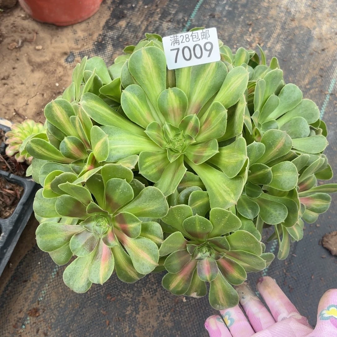 M. 7009弯干女巫中班