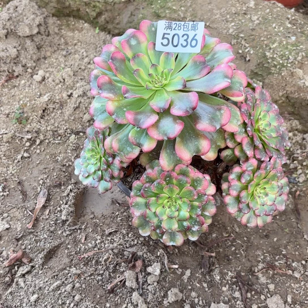 S. 5036大波浪多肉