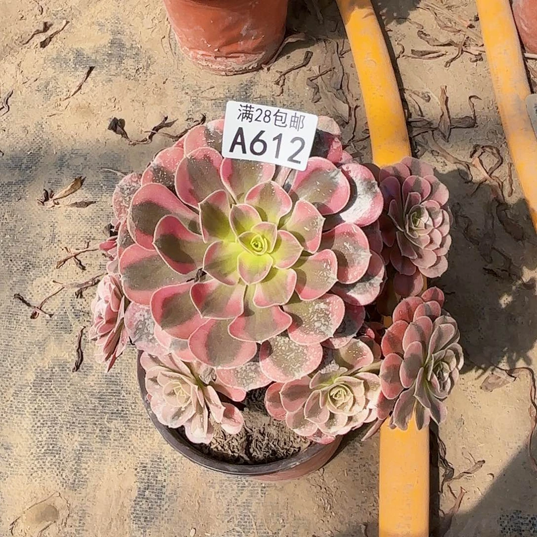 X.  612美杜莎多肉