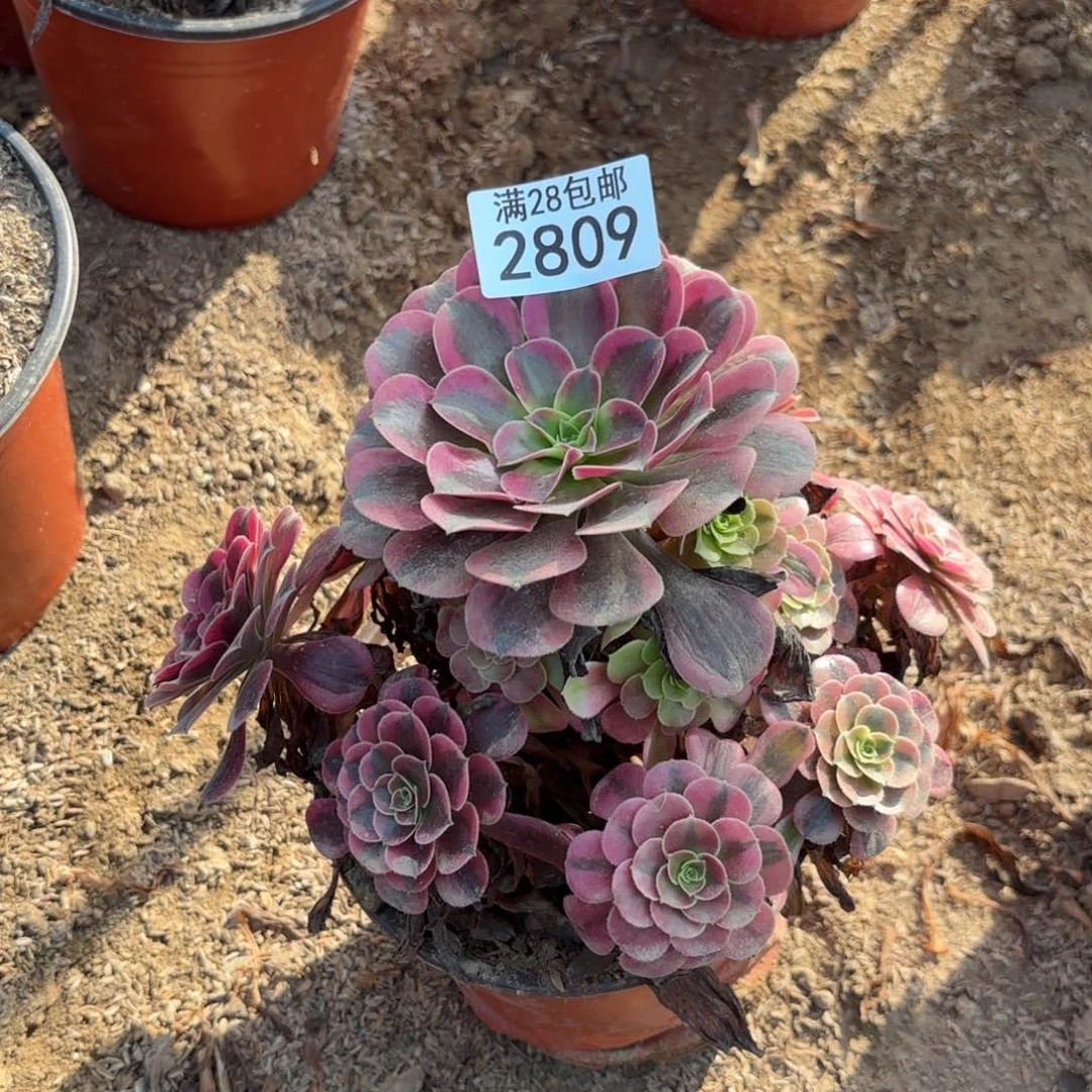 R. 2809美杜莎处理多肉