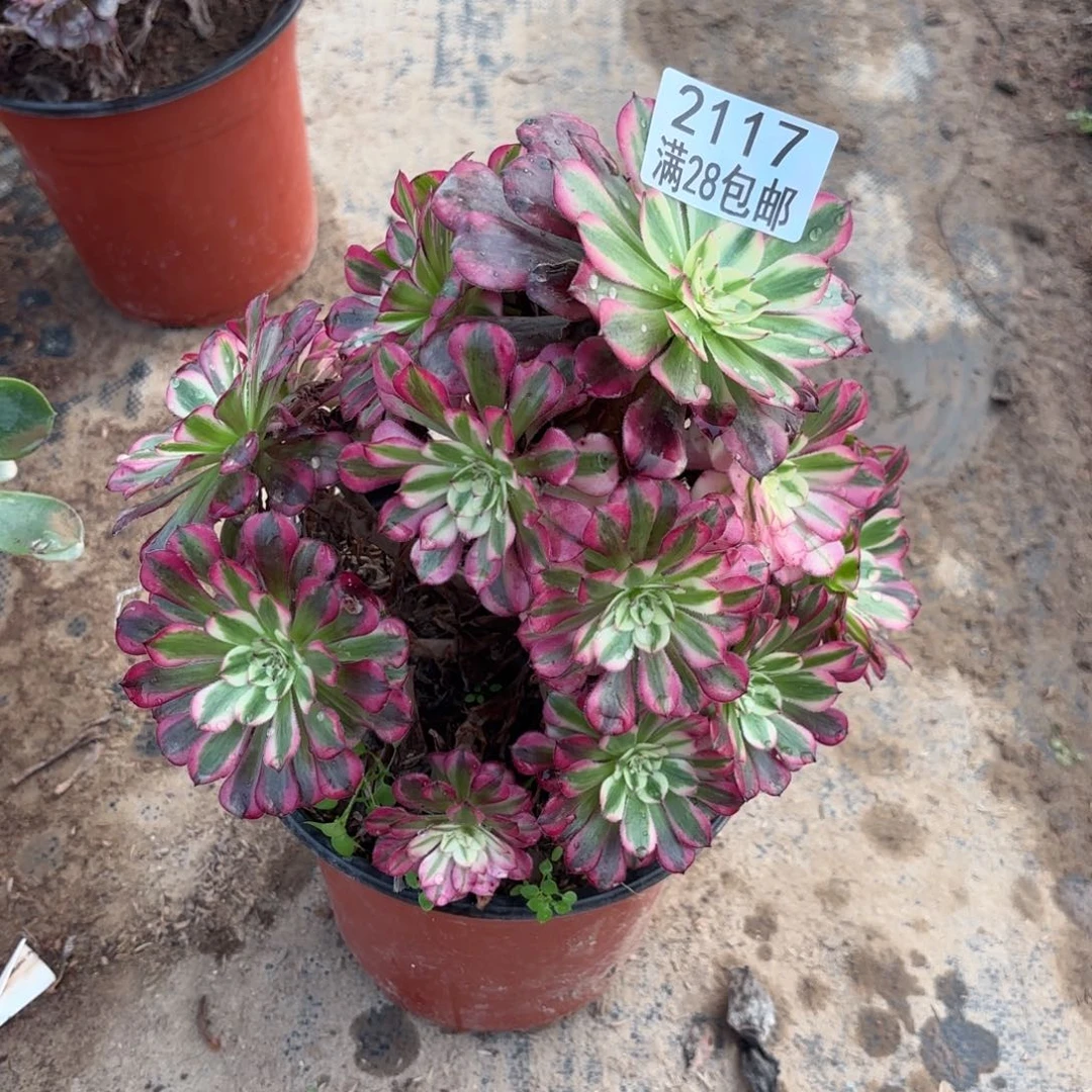 G. .2117洪洞超白多肉