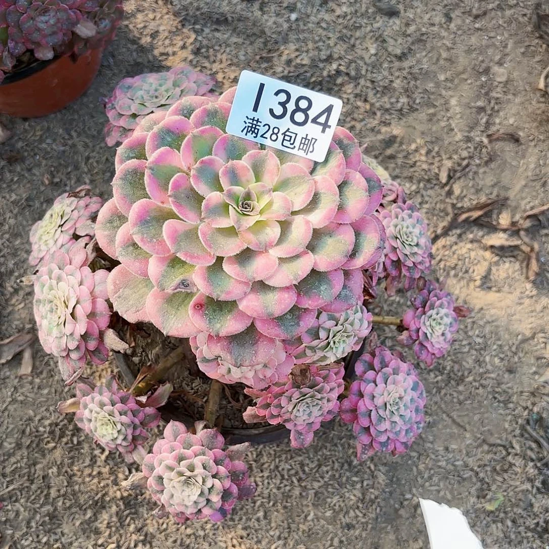 G.    384红同白多肉
