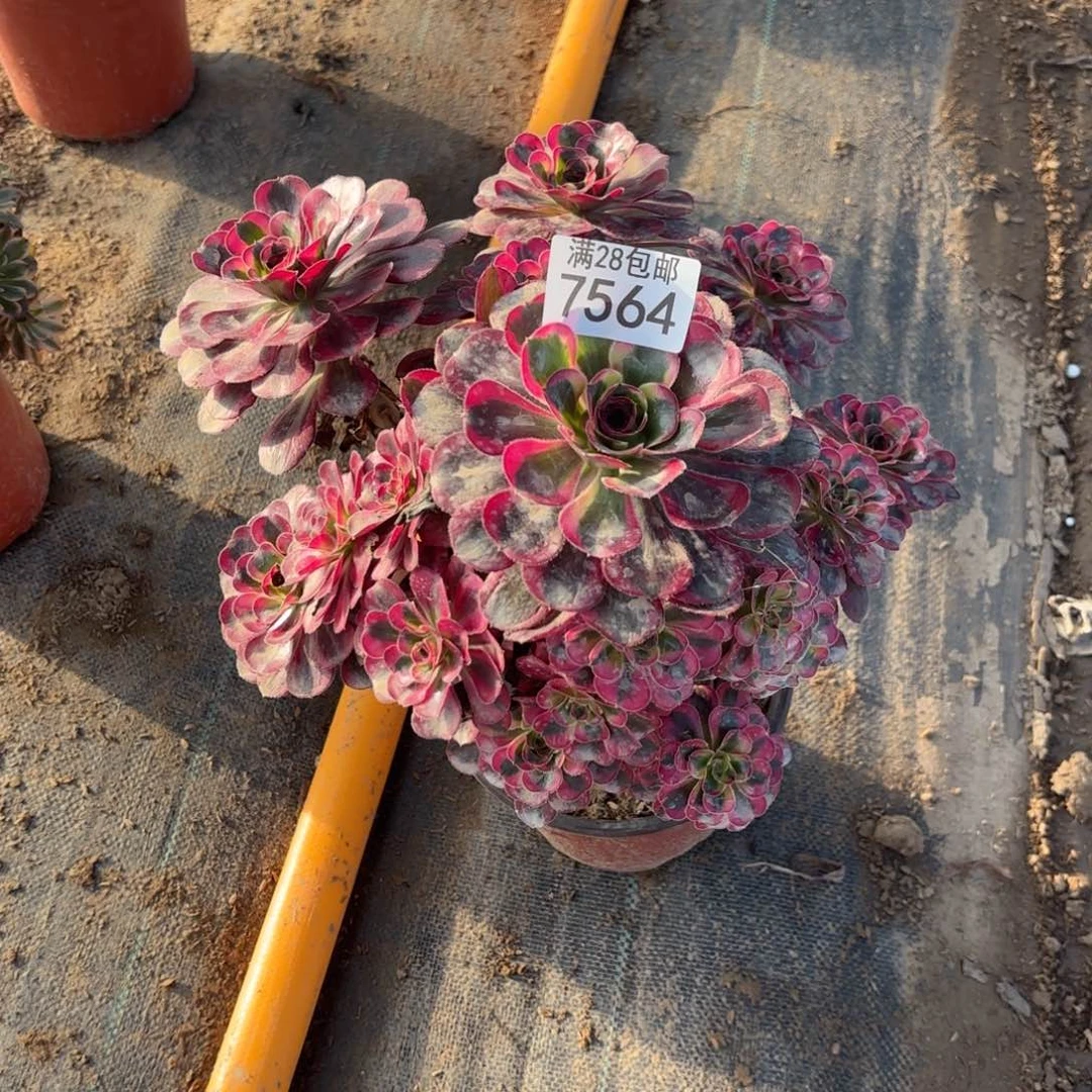 P.  7564丽娜多肉