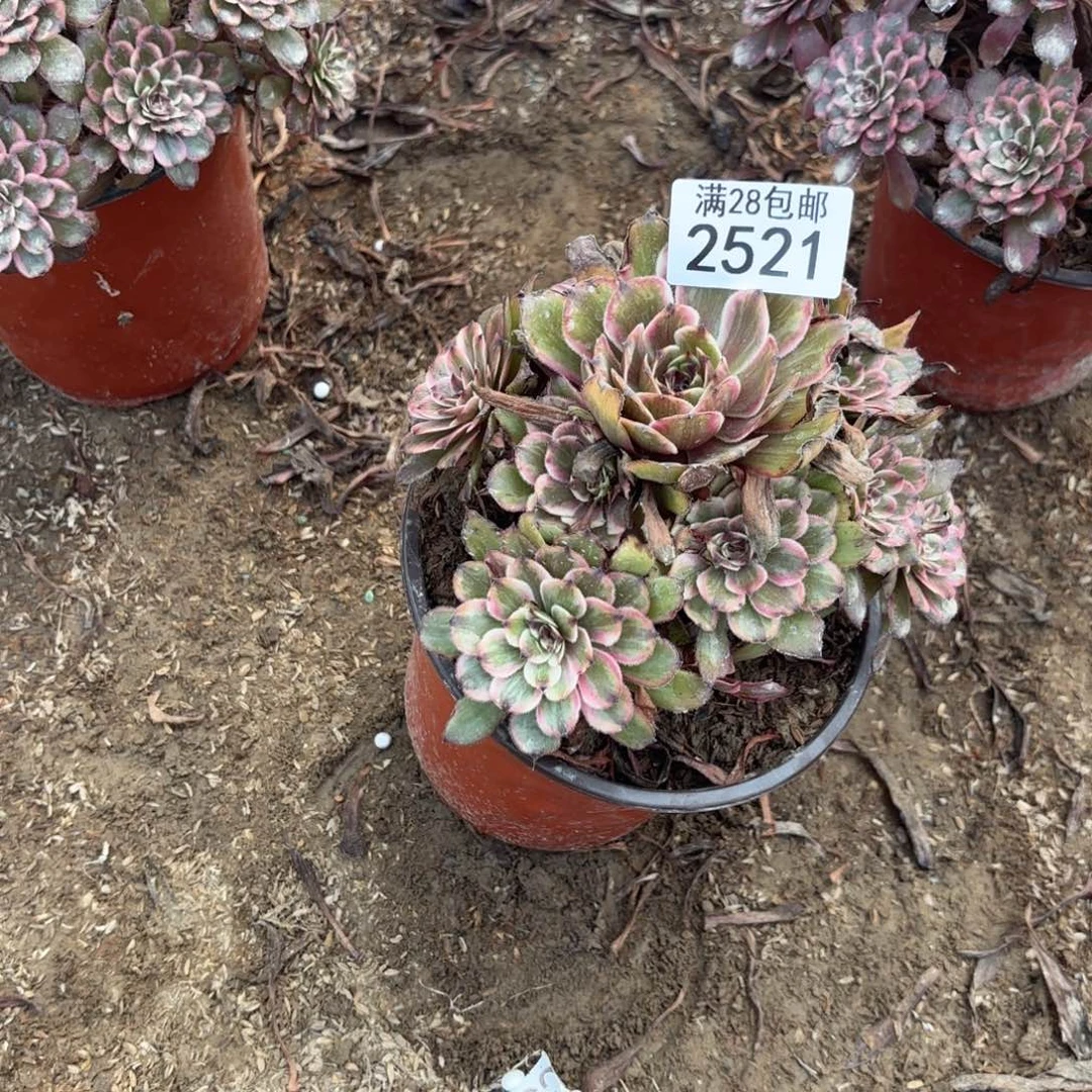 烟*行P.  2521紫霞仙子多肉