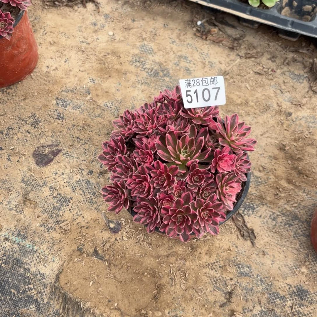 @***风E. 5107凤凰超白多肉