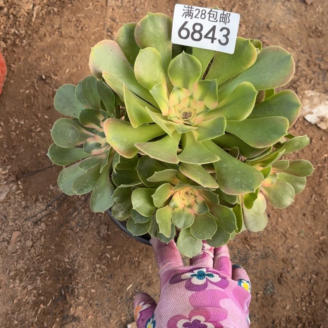 A. 6843香妃多肉
