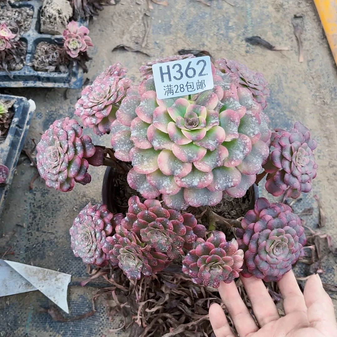 R.  362潘帕斯多肉