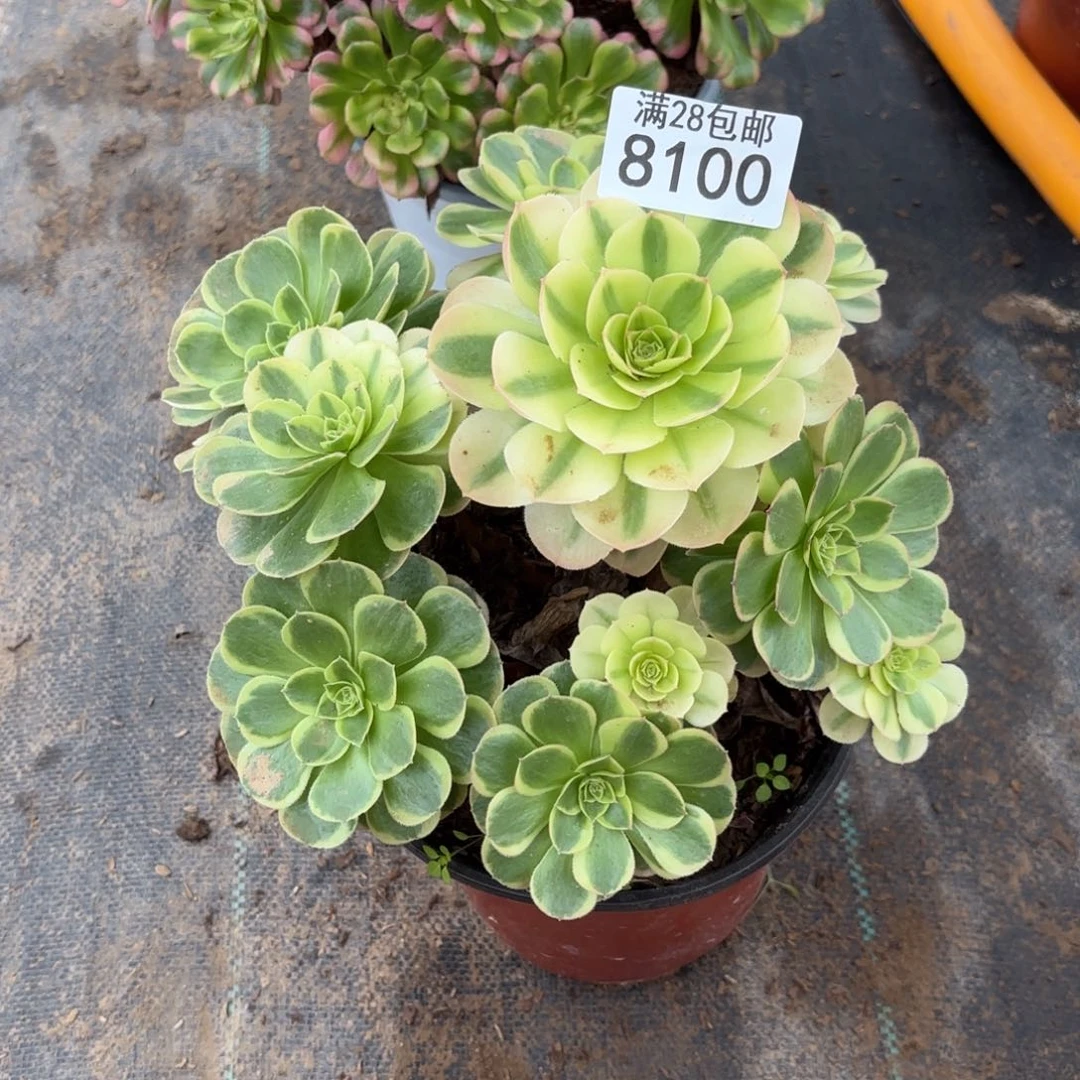 Q.   8100奶白多肉