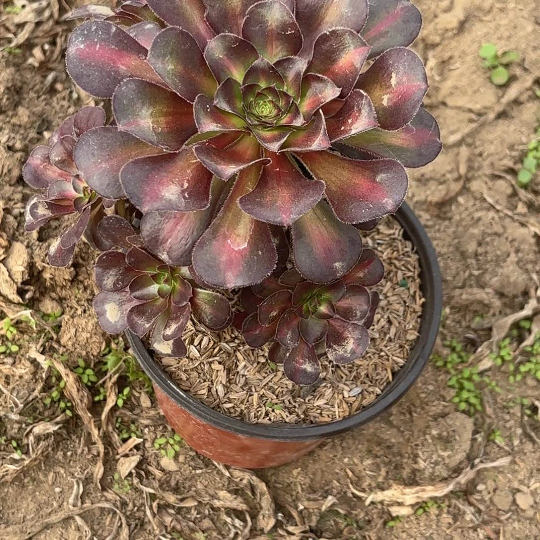 E.   5274晚霞多肉？