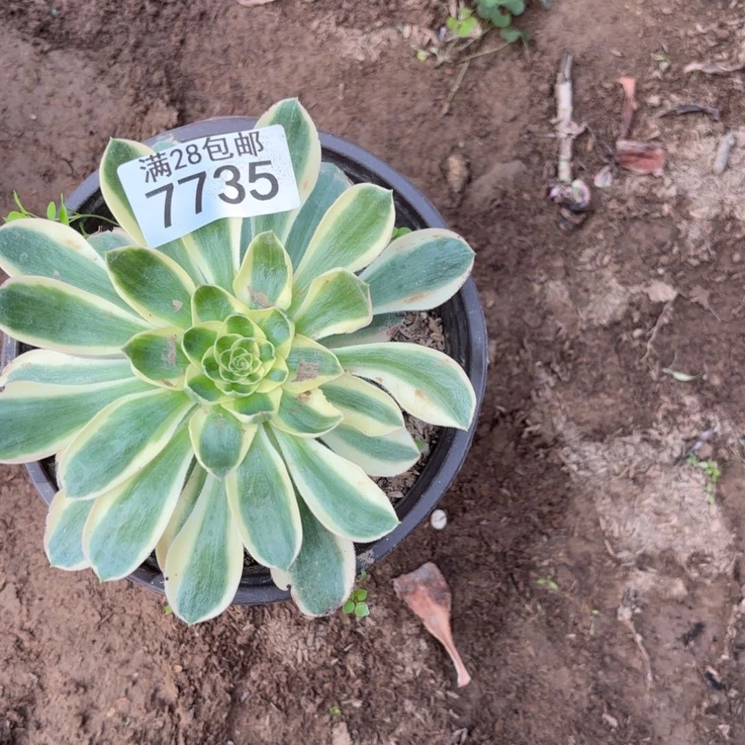 A.  7735青莲多肉