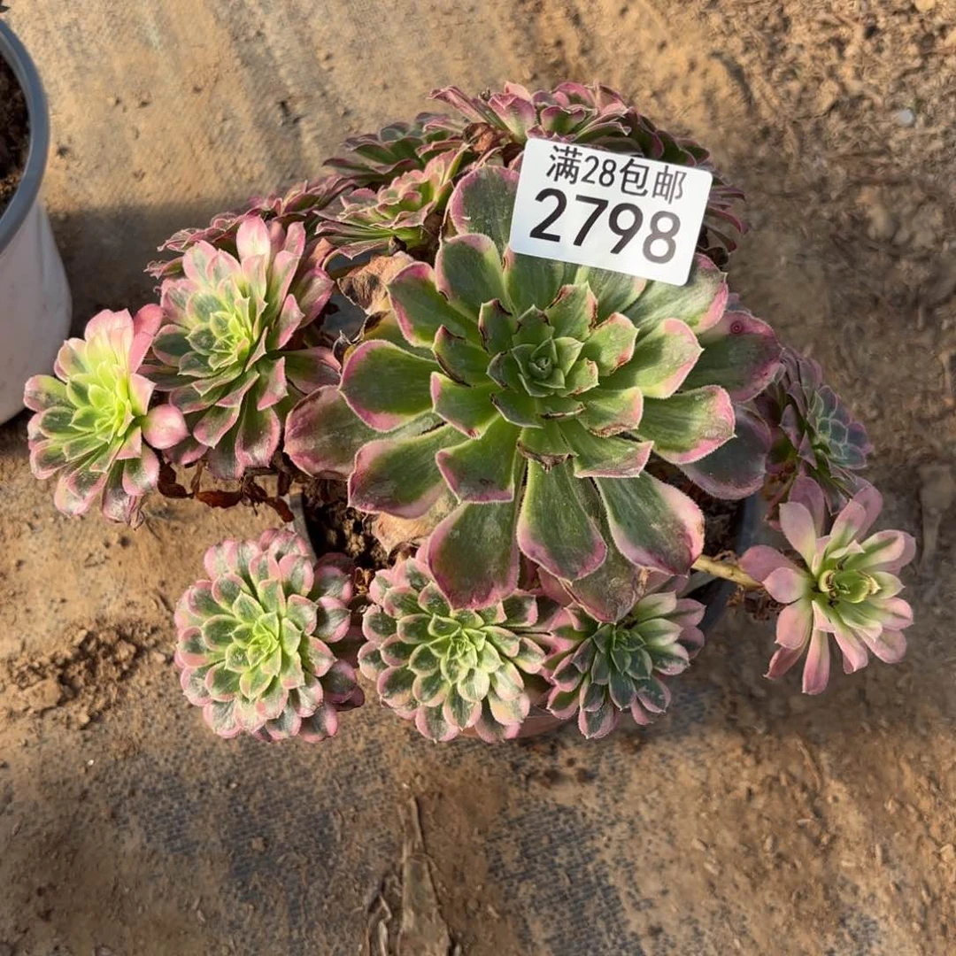 C. 279 8天和多肉