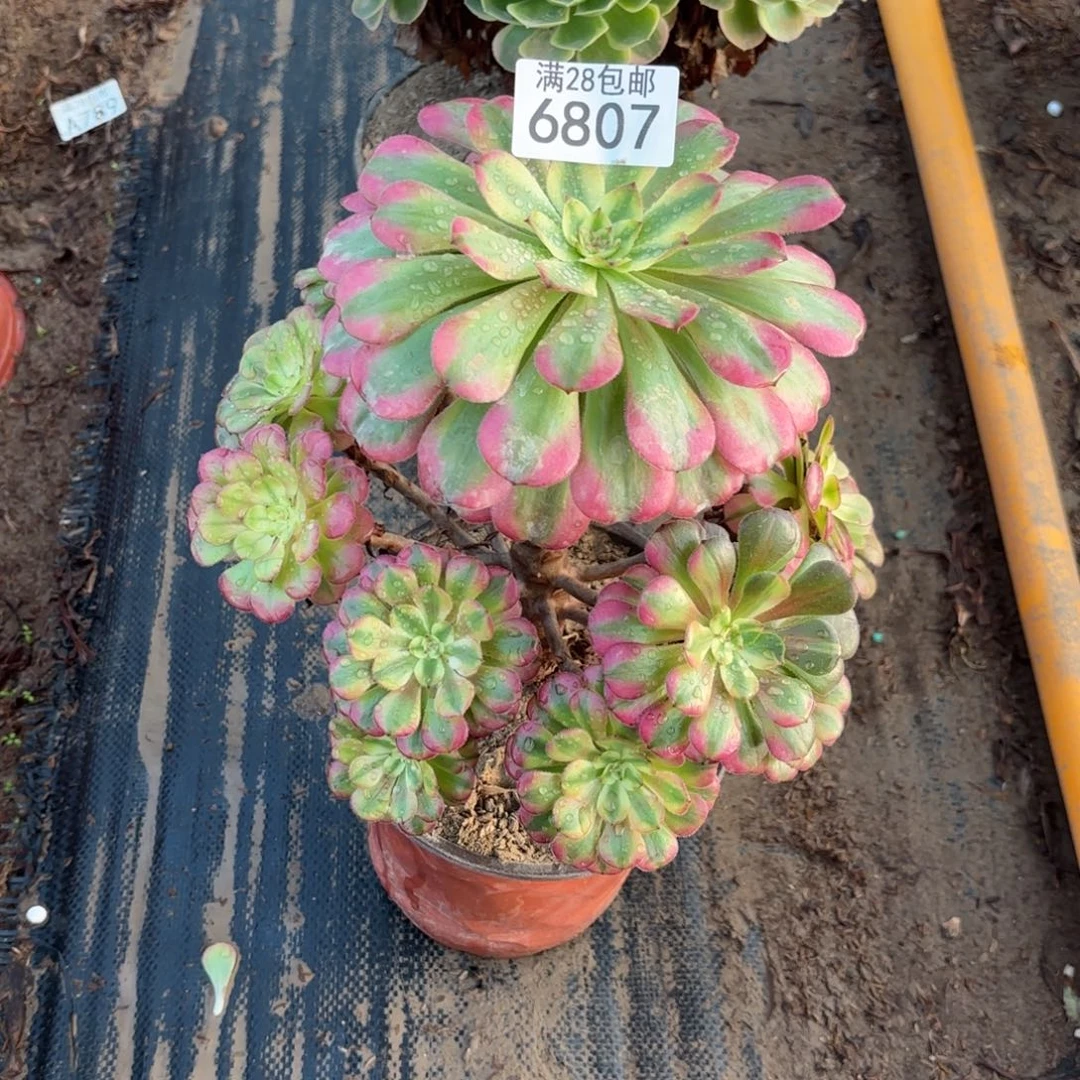 P.    6807大波浪多肉