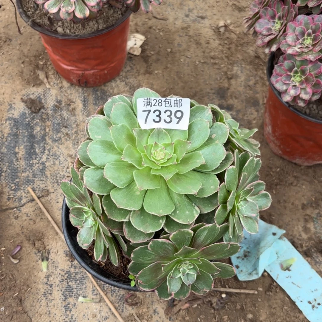 A. 7339莲花做多肉