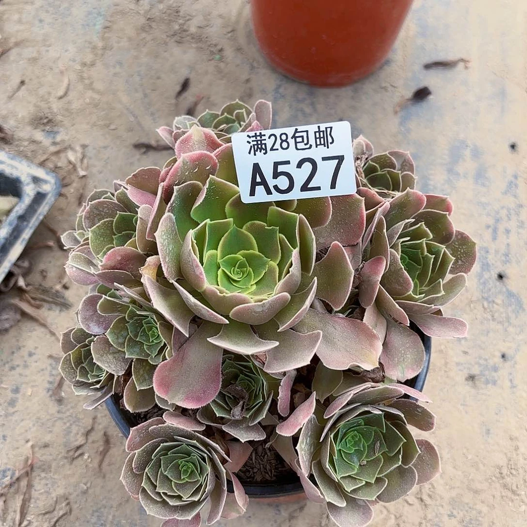 F.     527香妃多肉