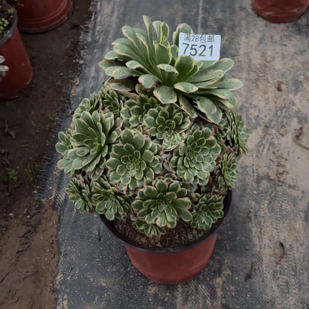 P.  7521朝霞多肉