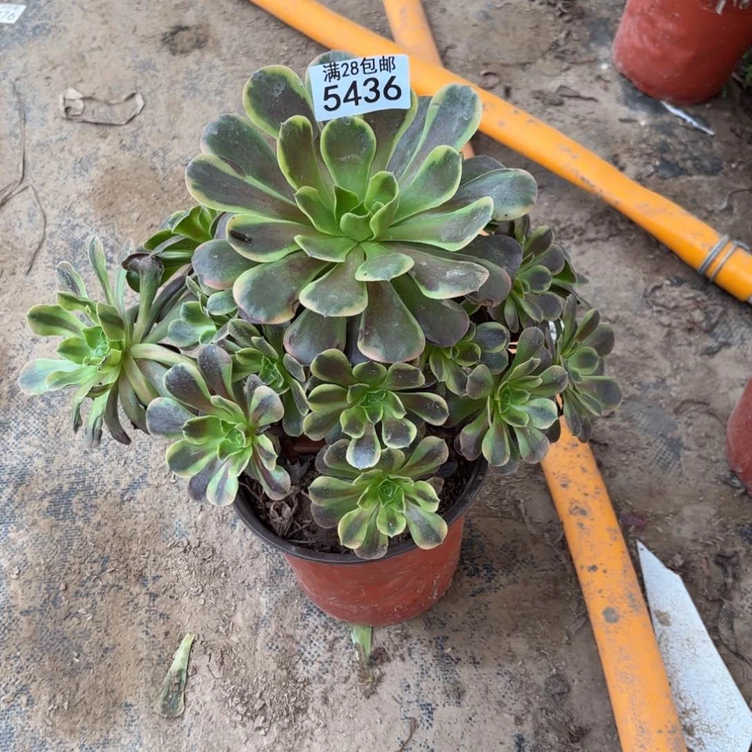 X. 5436欧佳丽多肉
