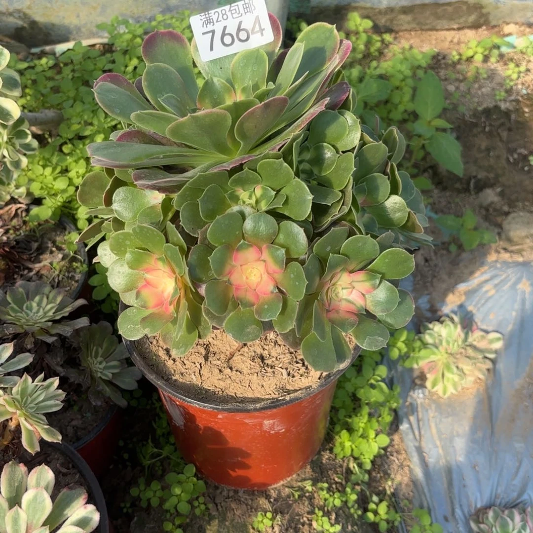 G.  7664香妃多肉