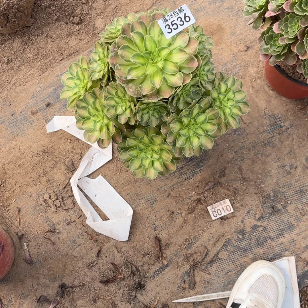 G.   3536少华多肉