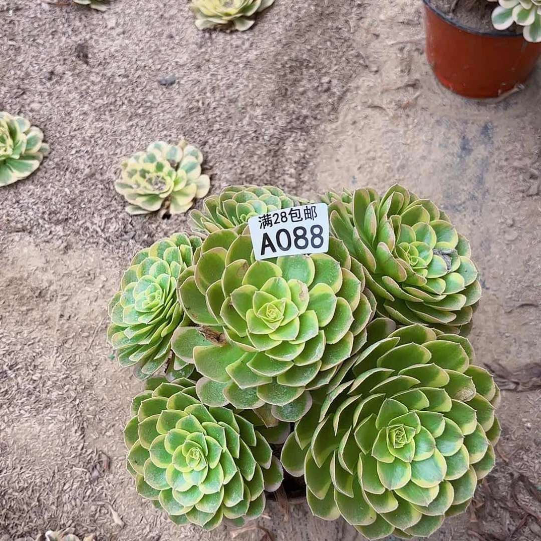 辜**华T.    零八八奶白多肉