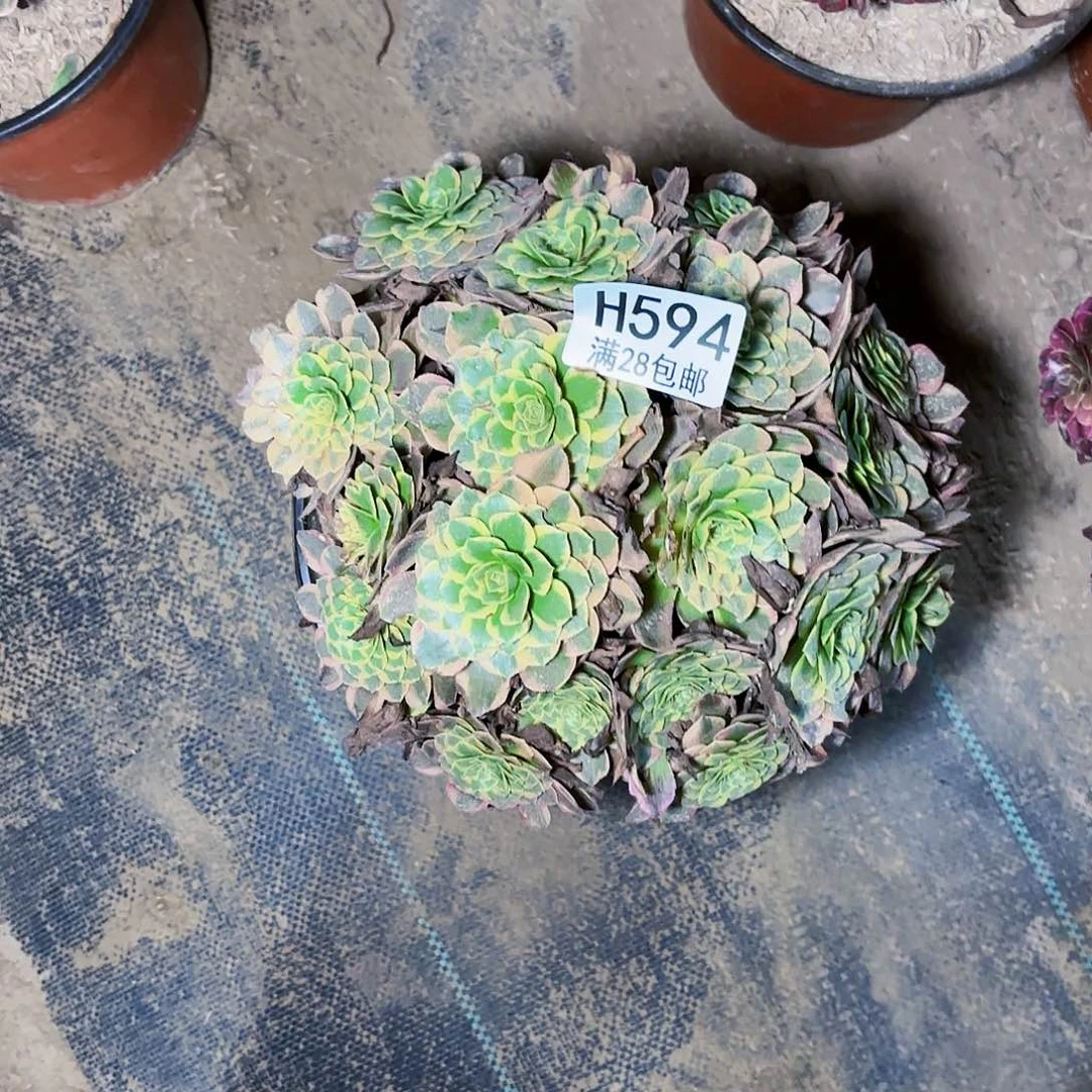 格*P. 594朝霞多肉