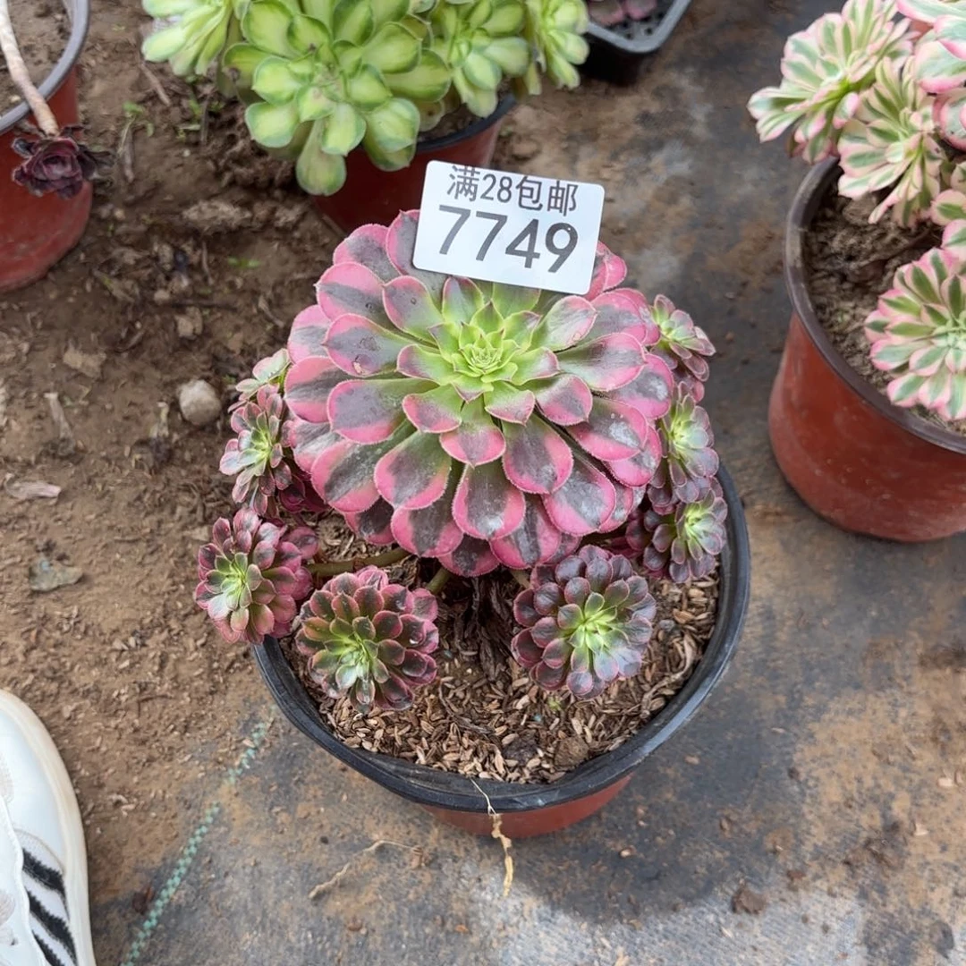 K.  7749黑铜白多肉