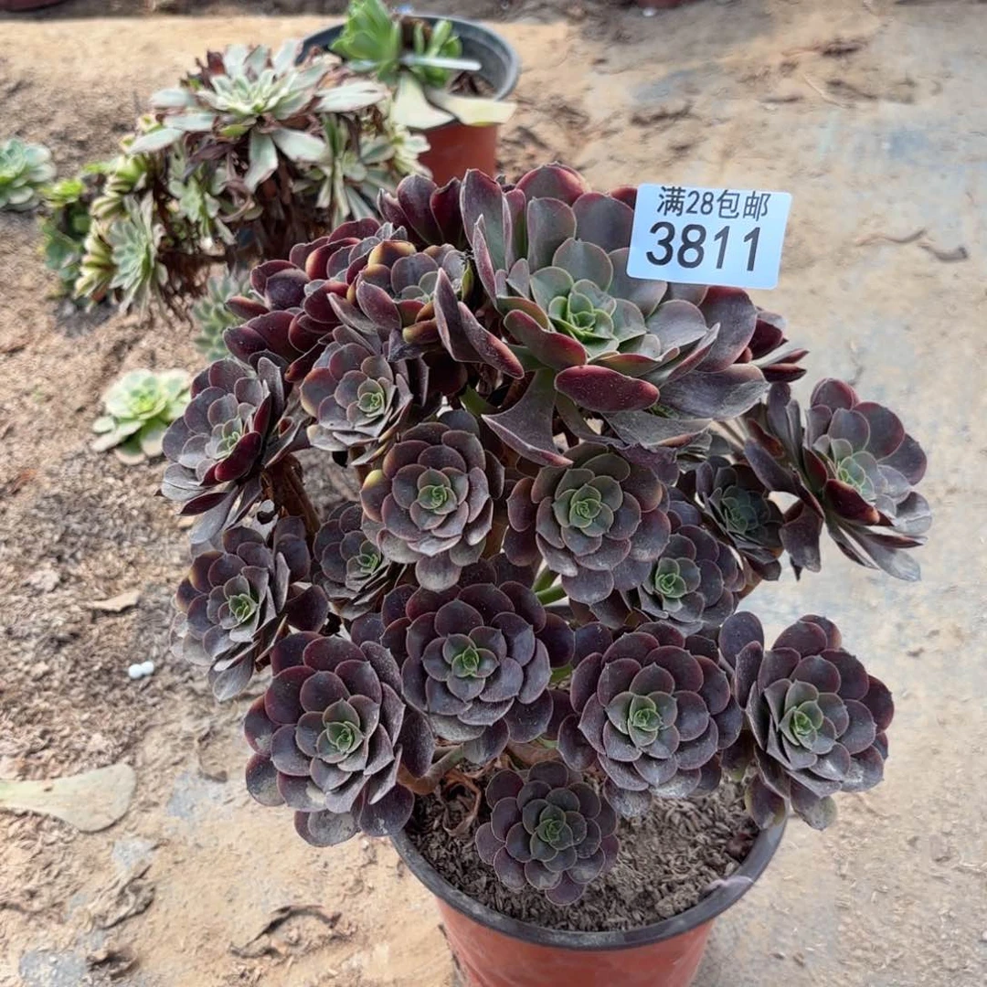 G. 3811欧家里处理多肉