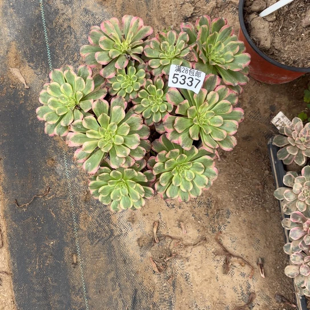 F.  5337粉带多肉