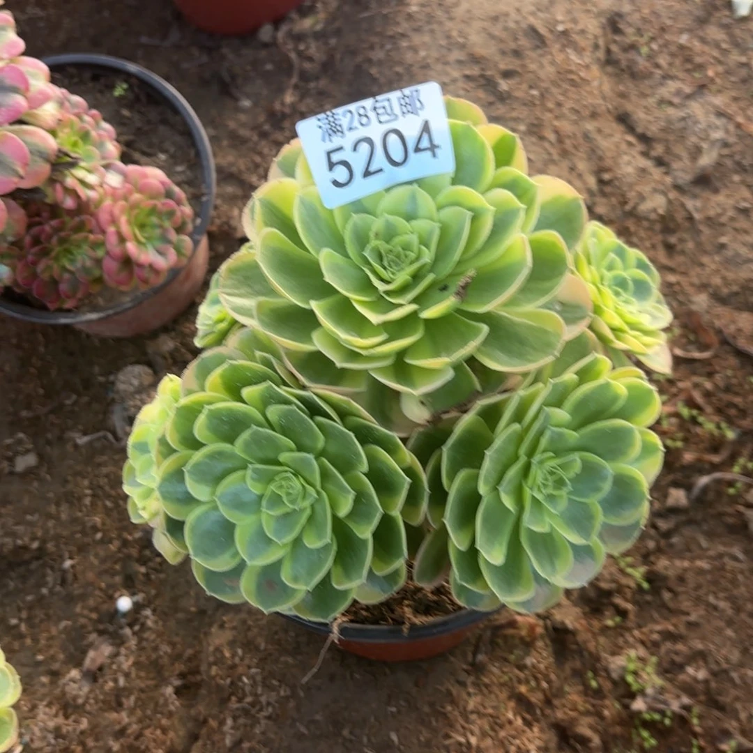 P.   5204奶白多肉