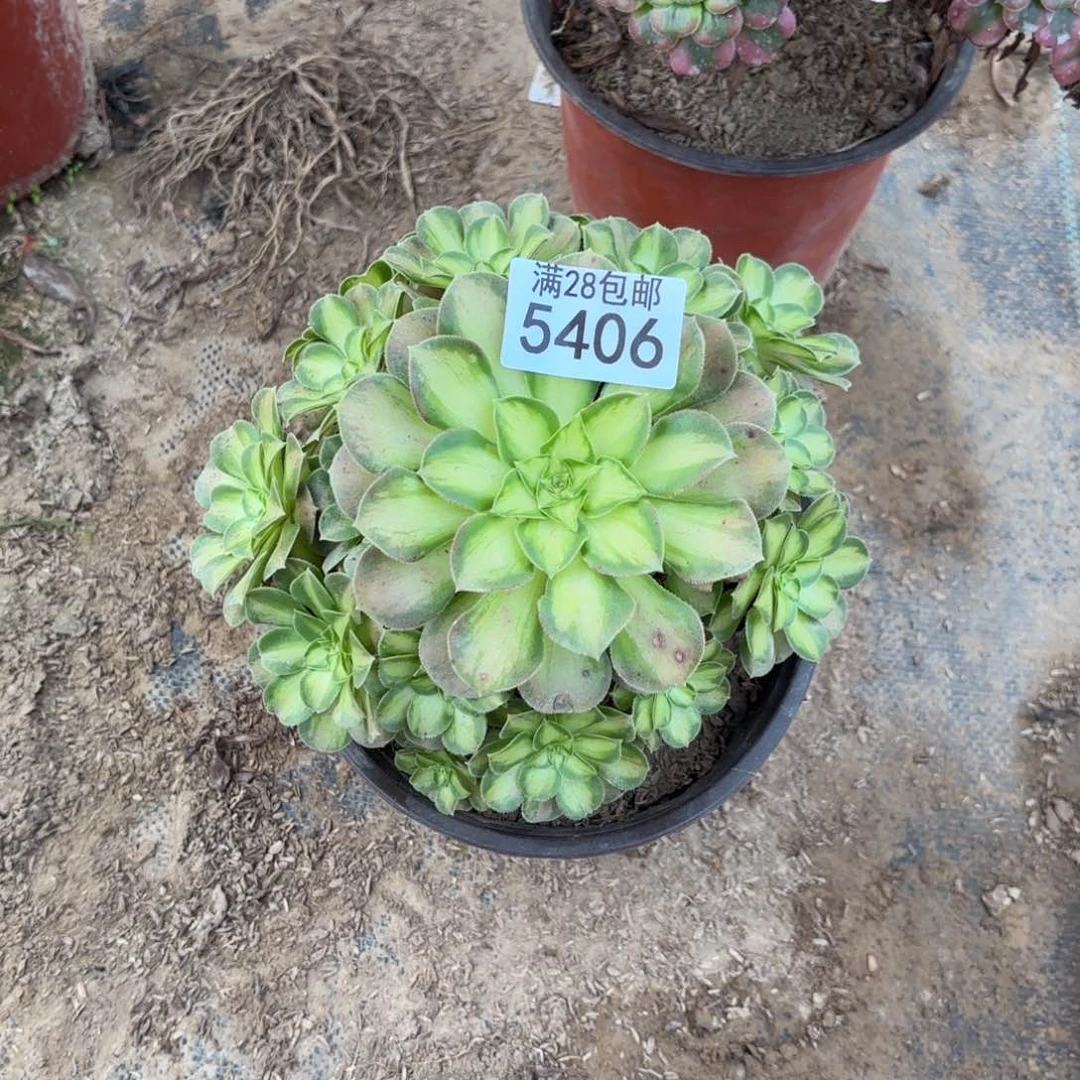 H.    5406少华多肉