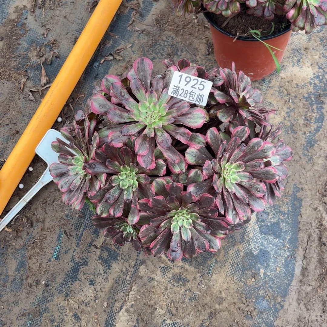 O.  1925粉黛多肉