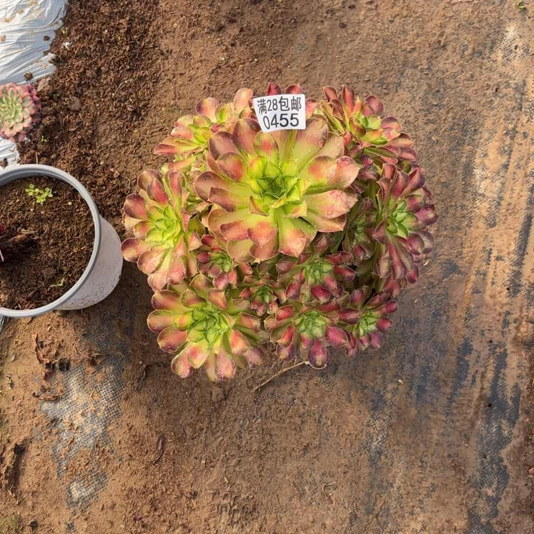 D.  0455少华处理多肉