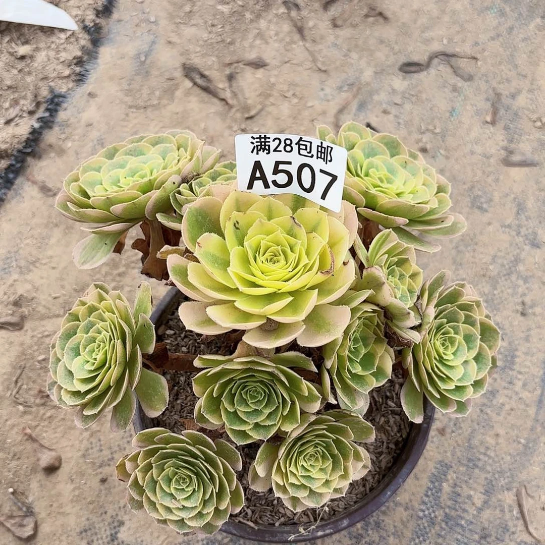 O. 507奶白多肉