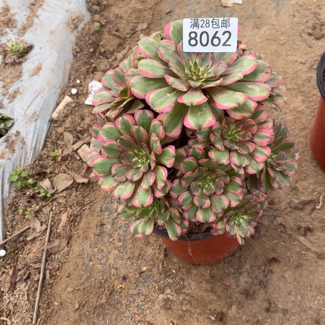 F.  8062粉黛多肉
