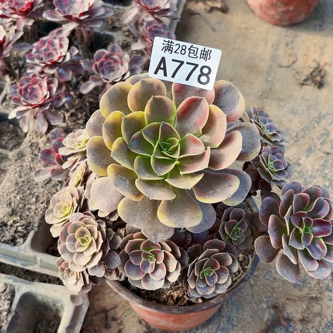 O.     778欧佳丽多肉