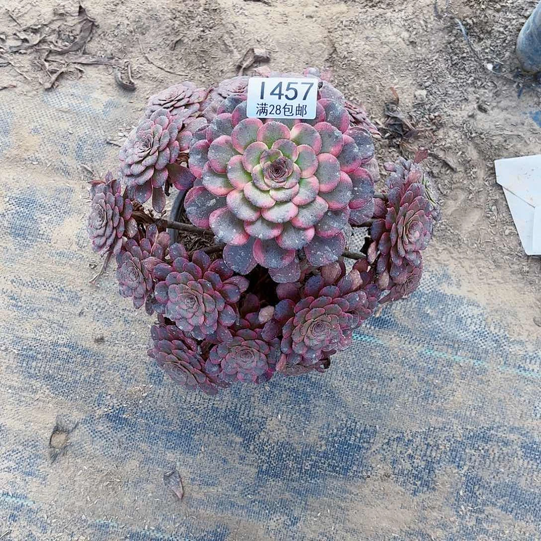G.    457红金刚多肉