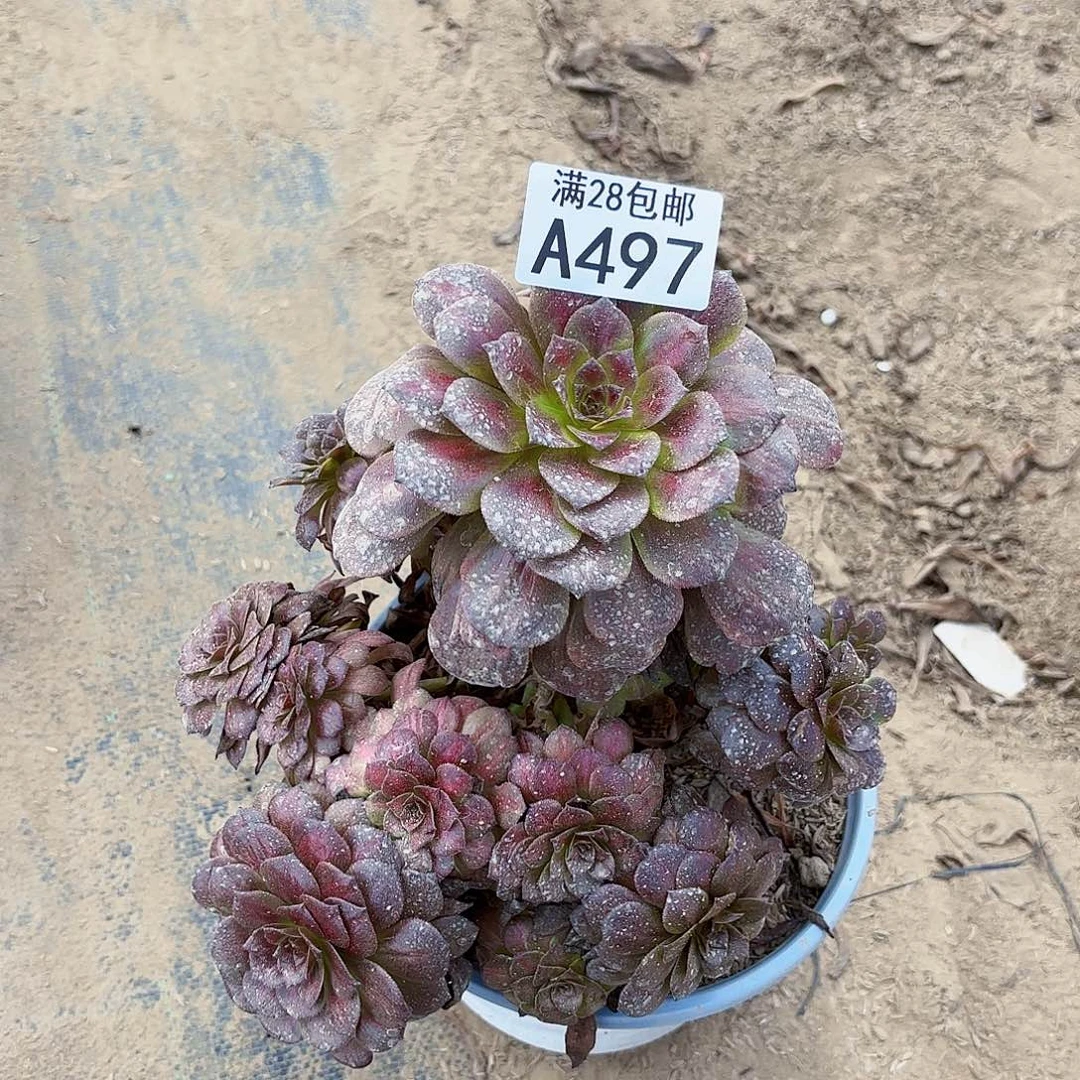 H.    497美肌中班多肉