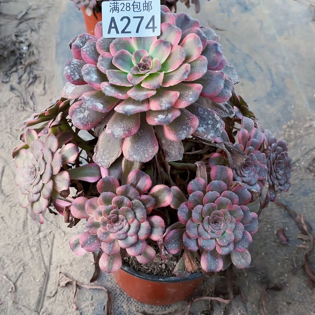 辜**华N.   274红金刚多肉