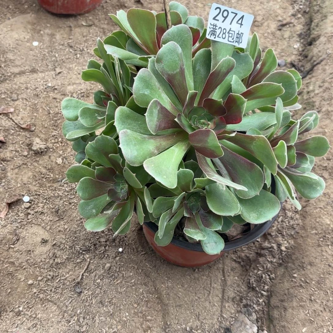 A. 2974少七彩多肉